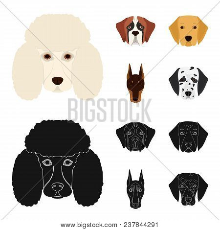 Muzzle Of Different Breeds Of Dogs.dog Of The Breed St. Bernard, Golden Retriever, Doberman, Dalmati