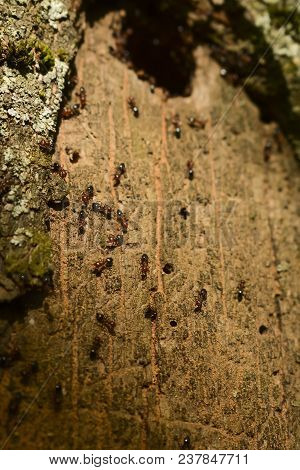 Group Of Ants Constructing Their Nest In The Tree. Good Teamwork.