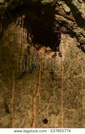 Group Of Ants Constructing Their Nest In The Tree. Good Teamwork.
