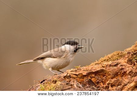 Marsh Tit Perched On A Branch