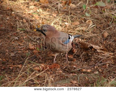 Garrulus Glandarius
