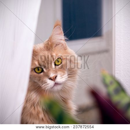Sweet Romantic Green-eyed Maine Coon Cat Waiting And Looking In Camera