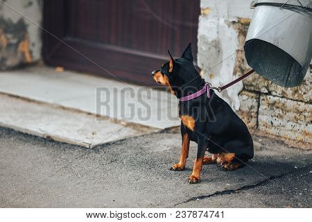 Young Doberman Pinscher Tied To The Pipe
