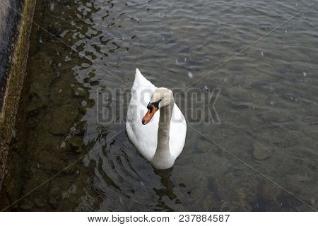 Swan On The Water Is A Close Look, Zurich