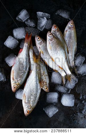 Roach Fish Or Rutilus Fish On Black Metal Background With Pieces Of Ice
