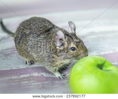 Close-up Portrait Of Cute Animal Small Pet Chilean Common Degu Squirrel Is Sniffing Big Green Apple.