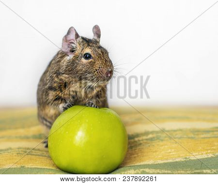 Close-up Portrait Of Cute Animal Small Pet Chilean Common Degu Squirrel Sitting With Big Green Apple