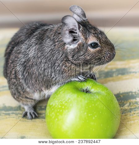 Close-up Portrait Of Cute Animal Small Pet Chilean Common Degu Squirrel Sitting With Big Green Apple