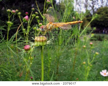 Dragonfly