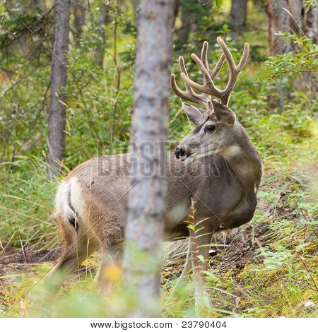 Smukke mule deer sorteper med fløjl gevir