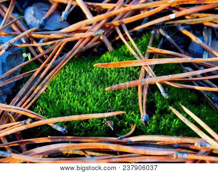 The excellent image spring nature in the forest