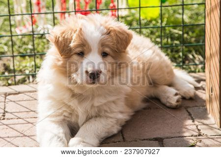 Portrait Of A Border Collie Dog Outdoors In Belgium