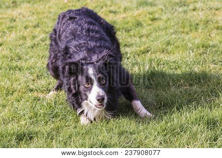 Portrait Of A Border Collie Dog Outdoors In Belgium
