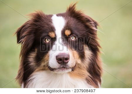 Portrait Of A Border Collie Dog Outdoors In Belgium