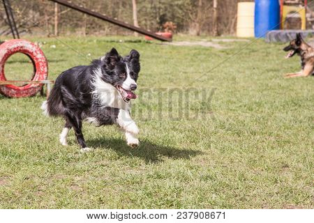 Portrait of a border collie dog outdoors in Belgium