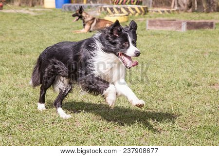 Portrait Of A Border Collie Dog Outdoors In Belgium
