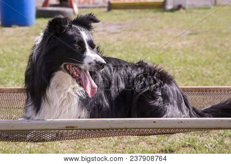 Portrait Of A Border Collie Dog Outdoors In Belgium
