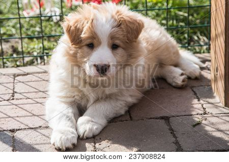 Portrait Of A Border Collie Dog Outdoors In Belgium