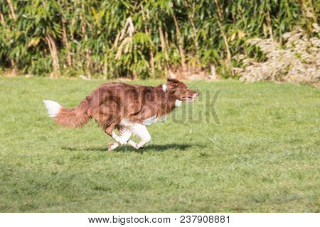Portrait Of A Border Collie Dog Outdoors In Belgium