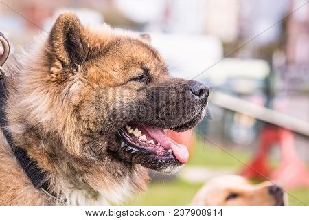 Portrait Of A Border Collie Dog Outdoors In Belgium