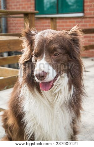 Portrait Of A Border Collie Dog Outdoors In Belgium