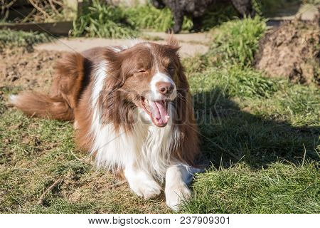 Portrait Of A Border Collie Dog Outdoors In Belgium