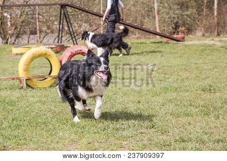Portrait Of A Border Collie Dog Outdoors In Belgium