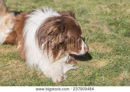 Portrait Of A Border Collie Dog Outdoors In Belgium