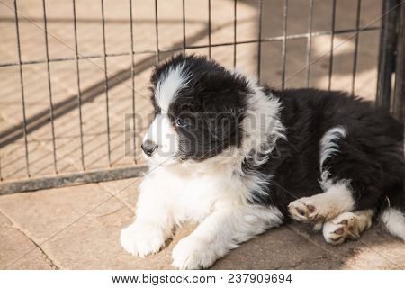 Portrait Of A Border Collie Dog Outdoors In Belgium