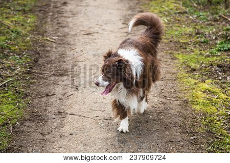 Portrait Of A Border Collie Dog Outdoors In Belgium