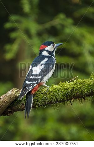 Great Spotted Woodpecker With His Beautiful Colors Sit And Look Around Curiously, Dendrocopus Major