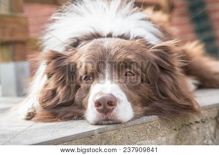 Portrait Of A Border Collie Dog Outdoors In Belgium