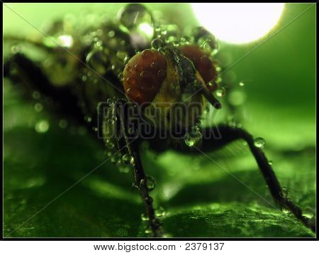 Wet Fly