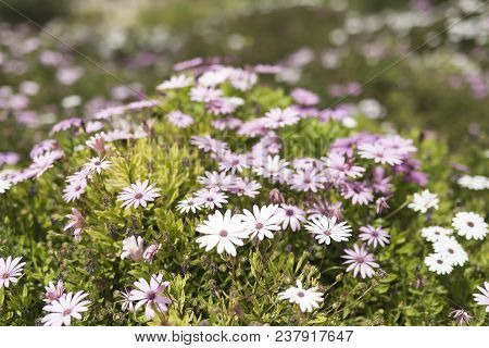 Flower Group Osteospermum Is A Genus That Belongs To The Calenduleae Tribe.