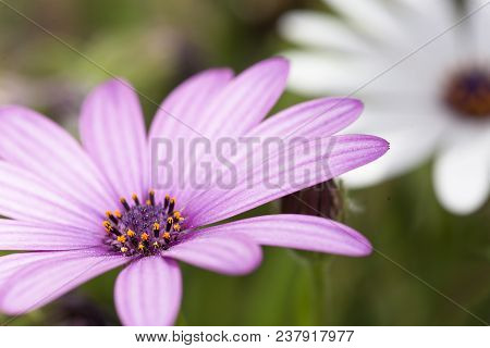 Macrophotography Of Osteospermum Flowers In Spring.