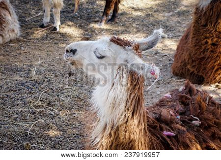 Lamas In A Farm, Tilcara, Argentina, South America