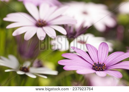 Macrophotography Of Osteospermum Flowers In Spring.