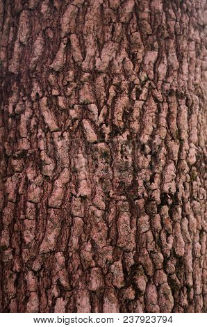 Texture Of Tree Or Background, Stock Photo
