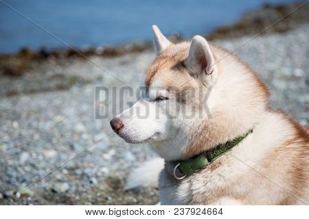 Profile Portrait Of Gorgeous Beige And White Siberian Husky Dog On The Sea And Sandbackground. Close