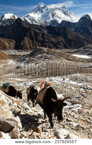 Yaks And Mount Everest And Mount Lhotse From Renjo Pass, Gokyo Valley, Nepal Himalayas