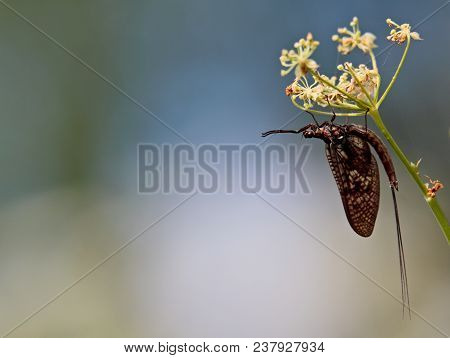 Bending Mayfly With Blooming White Flower In Cold Evening