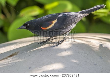 Red-winged Blackbird,agelaius Phoeniceus Is A Passerine Bird Of The Family Icteridae