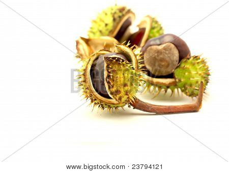 chestnuts ที่แยกต่างหากใน beckground สีขาว