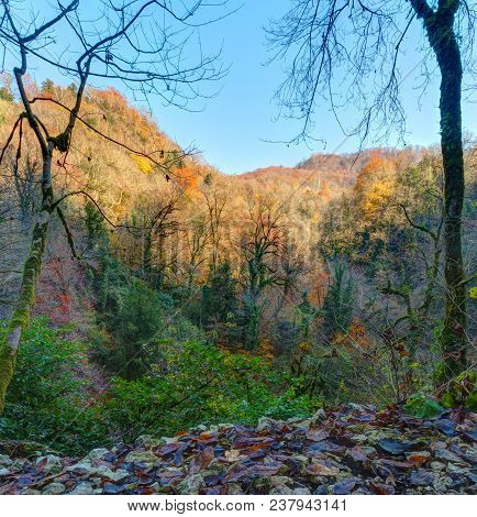 Landscape Of Thicket And Mountain In Yew And Box-tree Grove In Sunny Autumn Day, Sochi, Russia