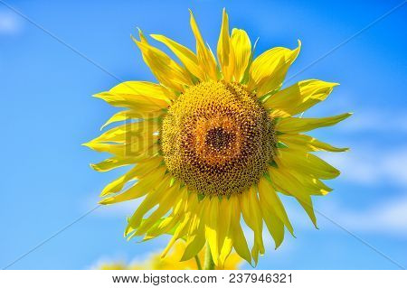 Summer Landscape With A Field Of Blooming Sunflowers.