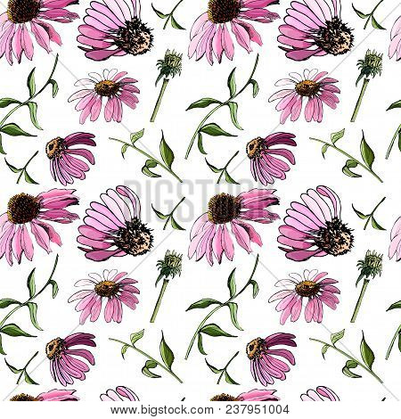 Floral Seamless Pattern  With Hand Drawn Graphic And  Colored Sketch With Echinacea Flowers  On Whit