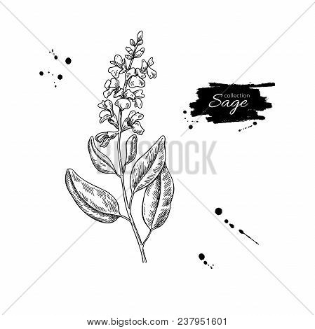 Sage Vector Drawing. Isolated Plant With Flower And Leaves. Herbal Engraved Style Illustration. Deta