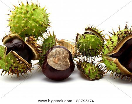 chestnuts ที่แยกต่างหากใน beckground สีขาว
