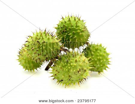 chestnuts ที่แยกต่างหากใน beckground สีขาว