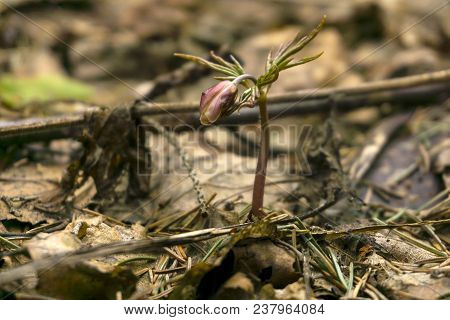 Unopened Red Bud Of Snowdrop Anemone Uralensis (